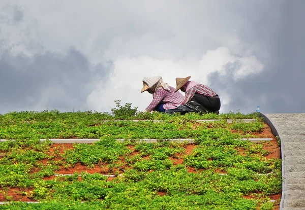 Dois trabalhadores ocupados com paisagismo — Fotografia de Stock