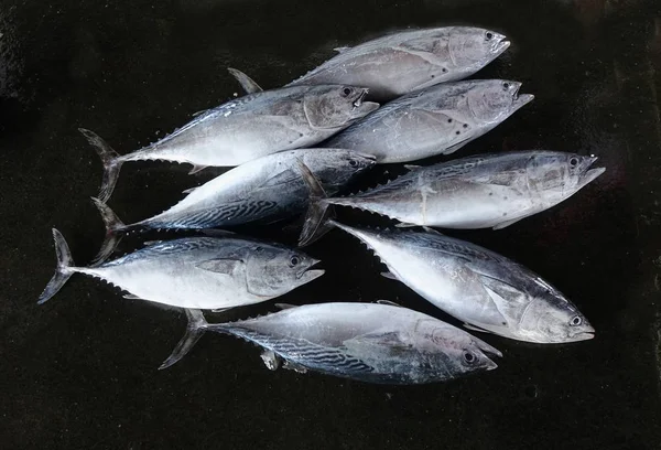 Fresh Tuna for Sale at the Market — Stock Photo, Image