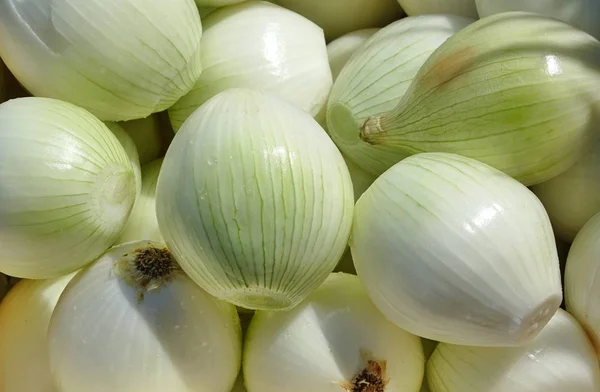 Cebollas peladas frescas — Foto de Stock