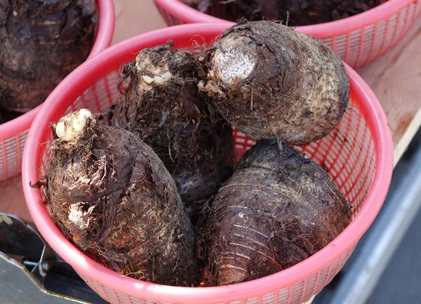 Grote Taro wortels — Stockfoto