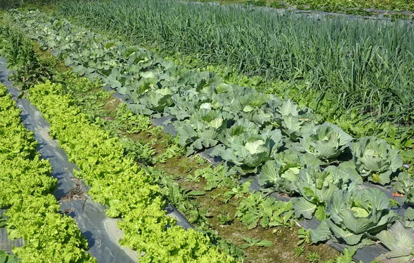 Fresh Vegetable Garden — Stock Photo, Image