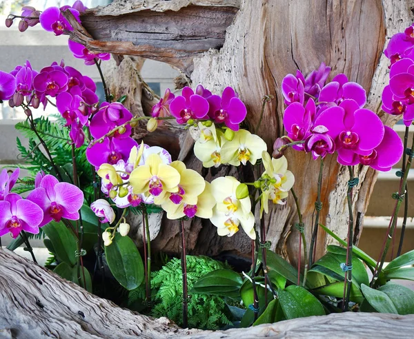 Arranjo tropical da flor das orquídeas da borboleta — Fotografia de Stock
