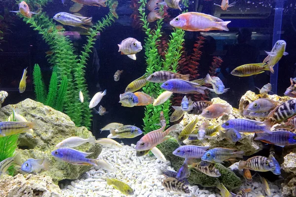 一个水族馆 有各种五彩斑斓的热带鱼 — 图库照片
