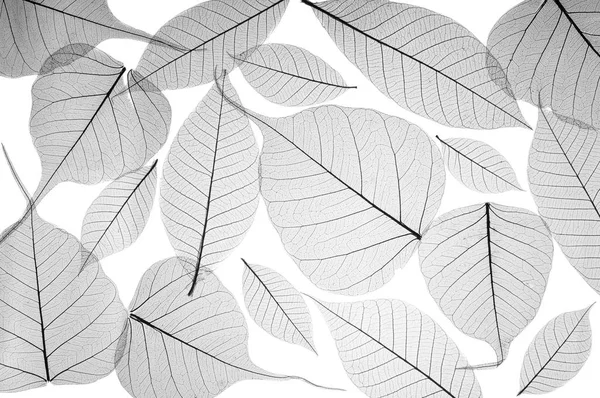 Szkielet liścia tło Obraz Stockowy