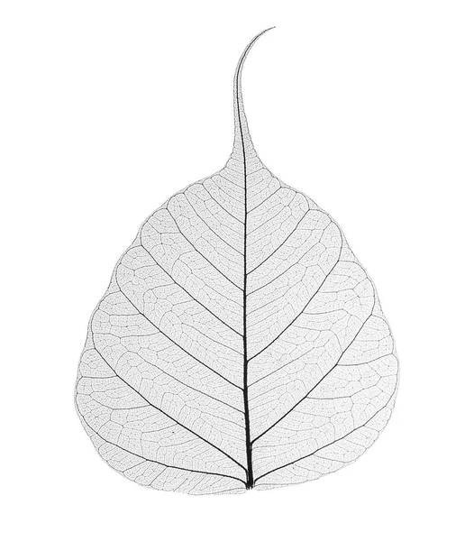 Dekoratif iskelet yaprak izole