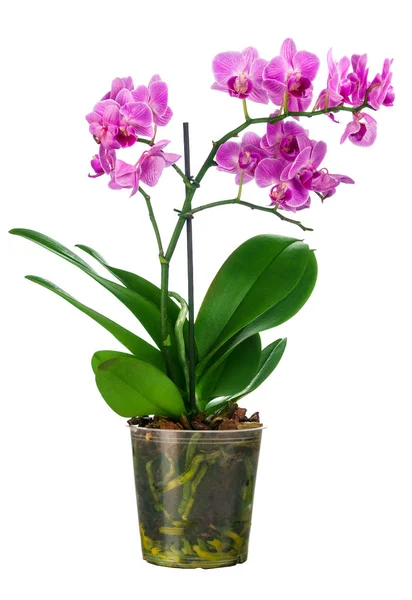 Planta florescente de pequena orquídea — Fotografia de Stock