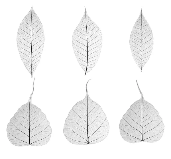 Set of decorative skeleton leaf — Stock Photo, Image