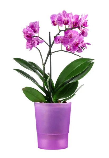 Beautiful orchid in a purple pot — Stock Photo, Image