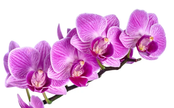 Růžové pruhované orchidej, samostatný — Stock fotografie