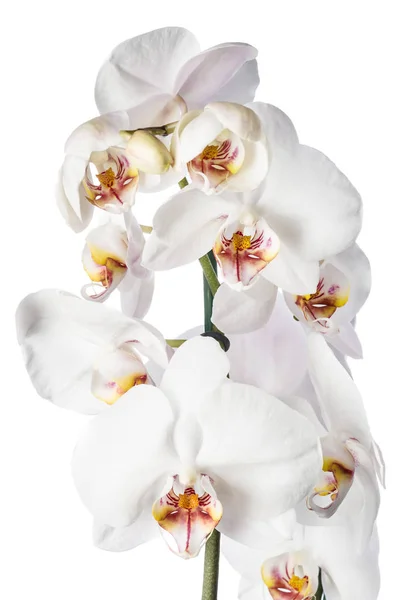 Vit orkidé isolerade — Stockfoto