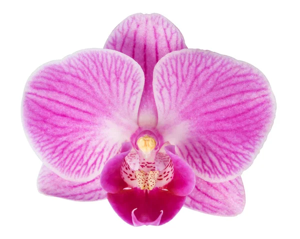 Vaaleanpunainen orkidea kukka eristetty — kuvapankkivalokuva