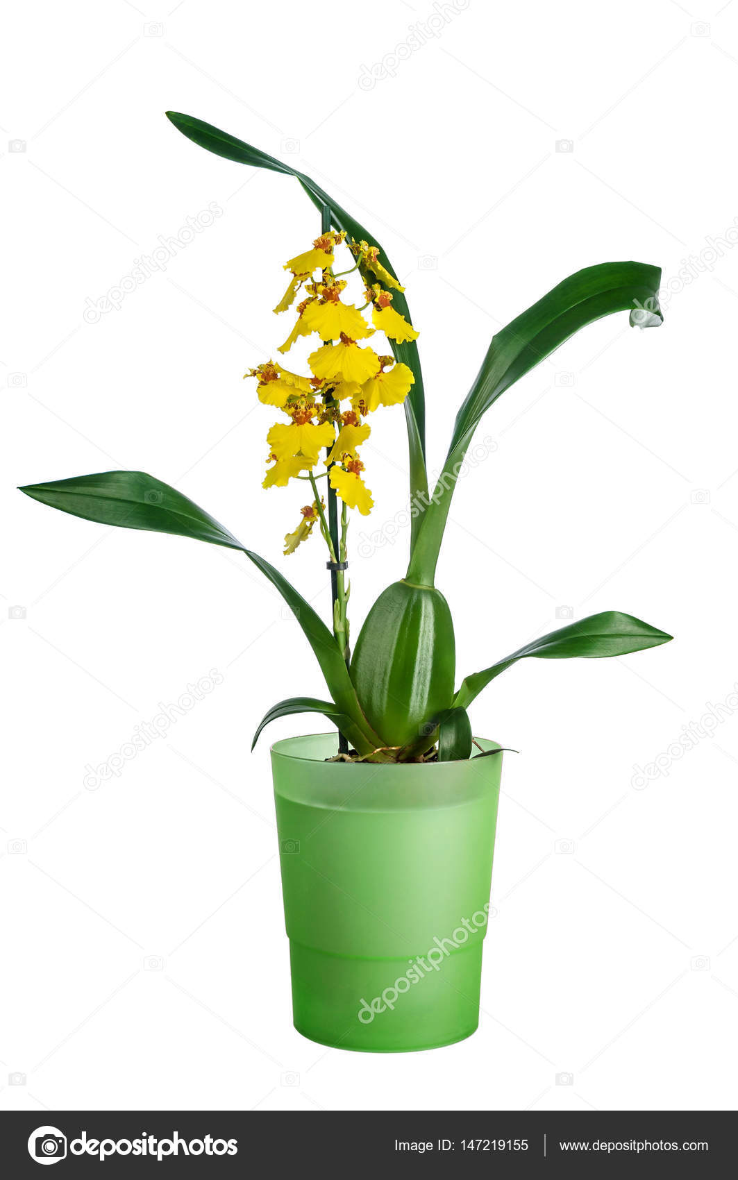 Orquídea de Oncidium em vaso de plantas fotos, imagens de © Am_Wolna  #147219155