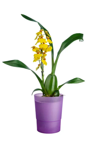 Орхидея с Онцием в фиолетовом цветочном горшке — стоковое фото