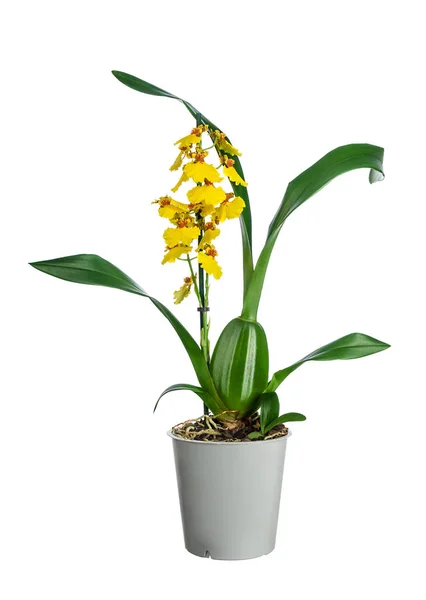 Orquídea amarela bonita no potenciômetro — Fotografia de Stock