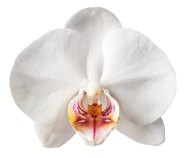 Macro dei fiori del Orchid su sfondo bianco — Foto Stock