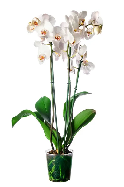 Белая орхидея в горшке — стоковое фото