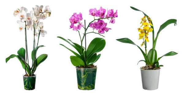 Conjunto de flores de orquídeas em vaso isolado — Fotografia de Stock
