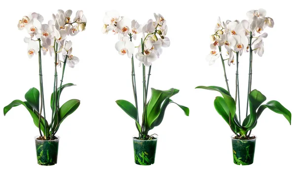 Set of indoor plants in flowerpots — Stock Photo, Image