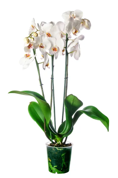 White orchid in pot — Stock Photo, Image