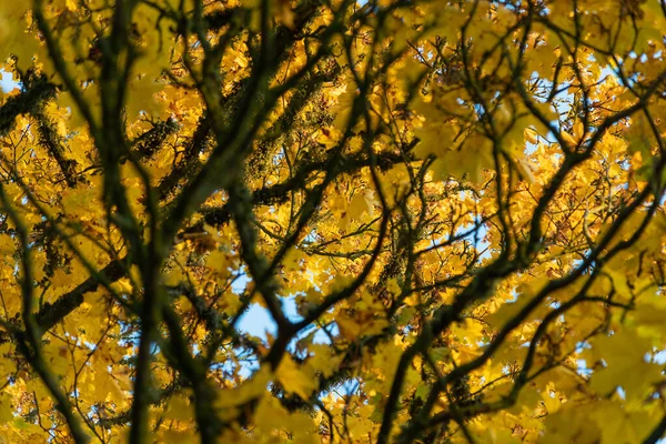 Alberi gialli in autunno . — Foto Stock