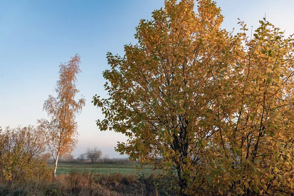 Sonbahar zamanı sarı ağaçlar. — Stok fotoğraf