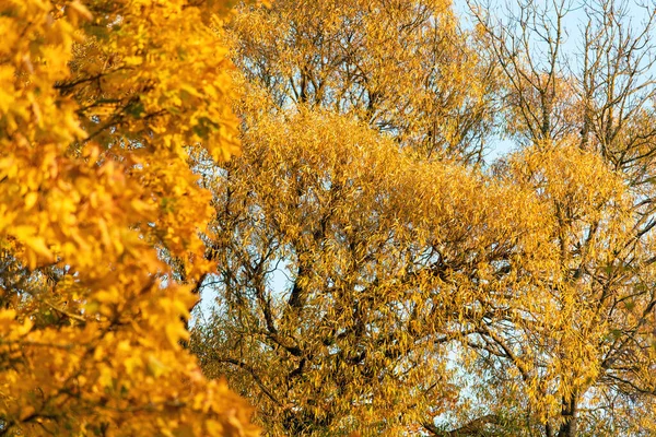 Alberi gialli in autunno . — Foto Stock