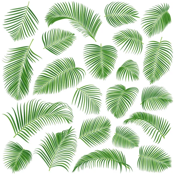 Palm leaves vector set — Stock Vector