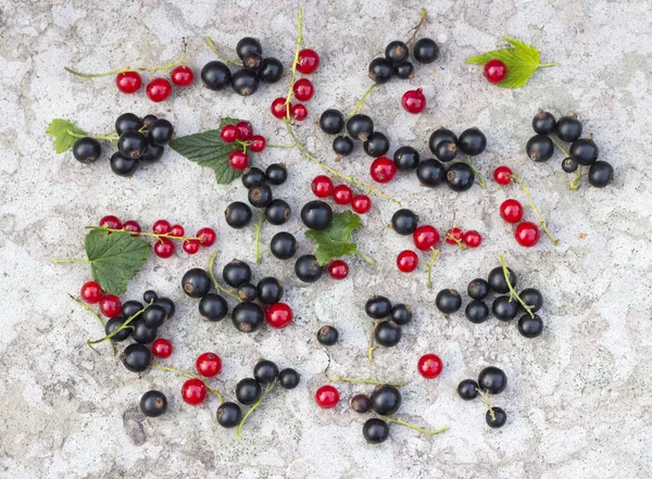 Reife schwarze und rote Johannisbeeren — Stockfoto