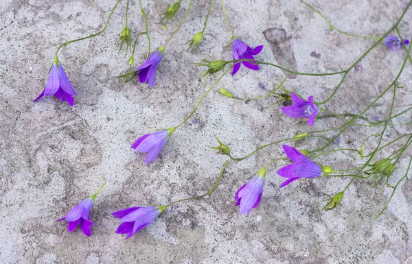 Blue campanula in the concrete background — Stock Photo, Image