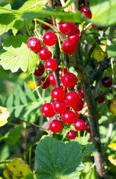 Red currants  berries — Stock Photo, Image