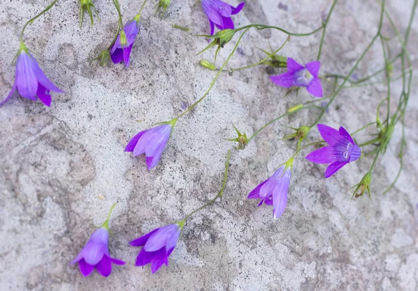 Blue campanula flower — Stock Photo, Image