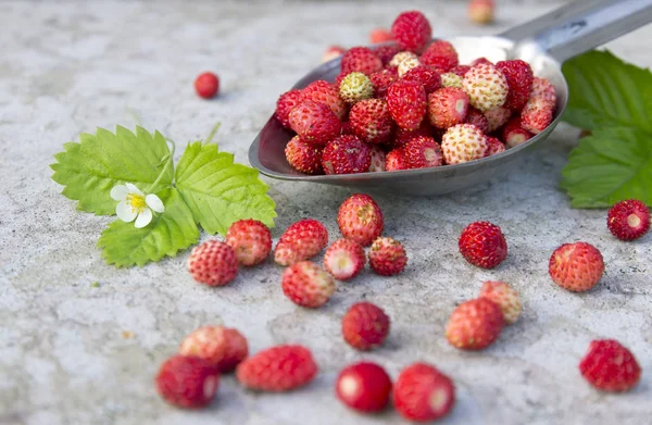 Fresa roja silvestre en la cuchara — Foto de Stock