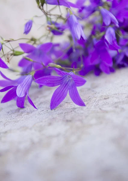 Bluebel im konkreten Hintergrund — Stockfoto