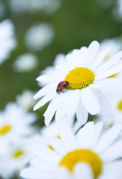 Ladybug in camomile closeup — Stock Photo, Image