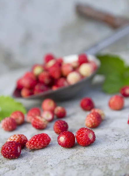 Fresa roja silvestre en la cuchara — Foto de Stock