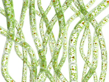 Mikroorganizma yosun. 3D görüntü. Beyaz izole.