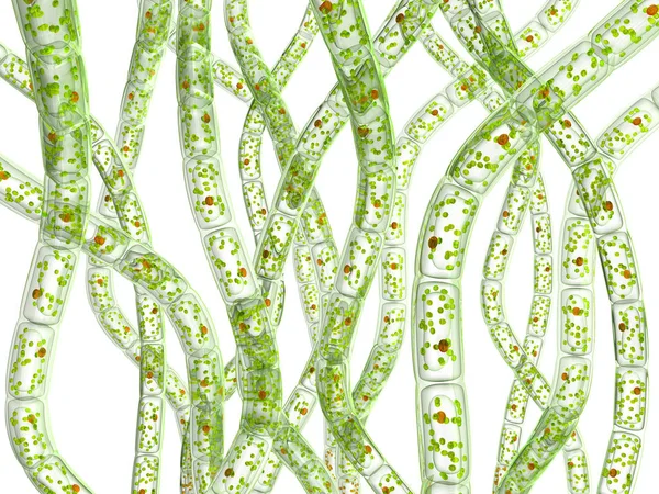 Microorganismes Algues. Image 3D. Isolé sur blanc . — Photo