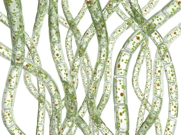 Zellen von Algen, mikroskopische Ansicht. — Stockfoto
