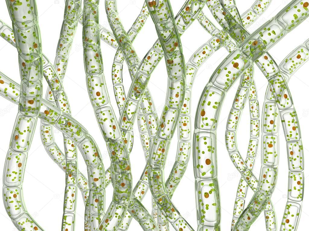 Cells of algae, Microscopic view.