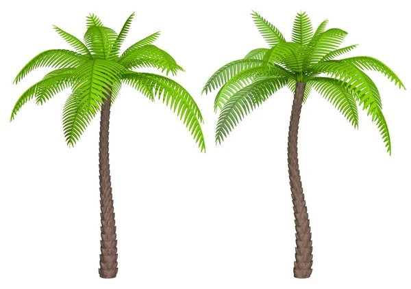 Palmiye ağacı görüntü kümesi — Stok fotoğraf