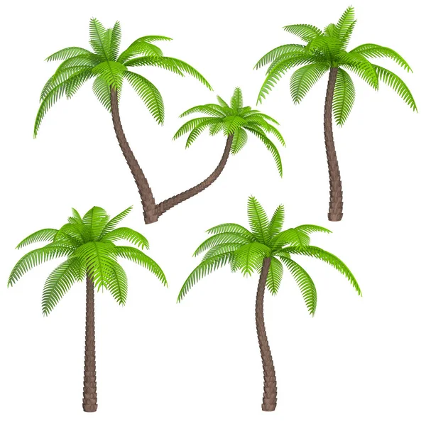 Conjunto de imagens da palmeira — Fotografia de Stock