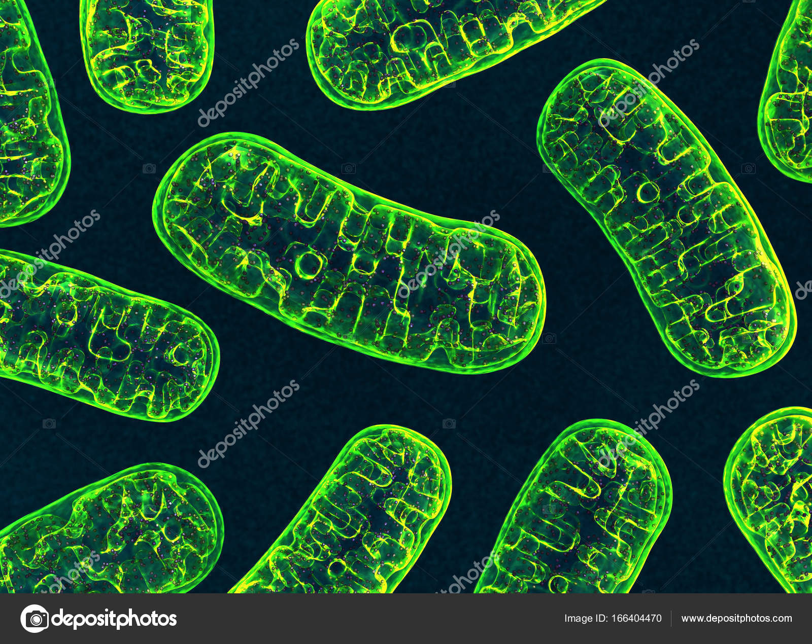 ミトコンドリア 微生物学 Obgect ストック写真 C Wir0man ミトコンドリア 微生物学 Obgect ストック写真 C Wir0man