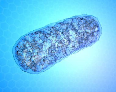 Mitokondri - Mikrobiyoloji Biyoloji hücre.