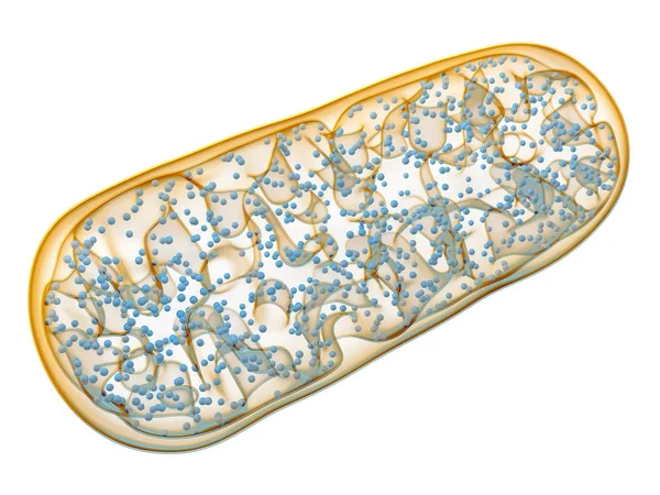 Mitokondrierna - mikrobiologi biologi cell. — Stockfoto