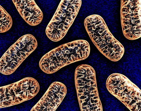 Mitochondrien - mikrobiologisches Obgect — Stockfoto