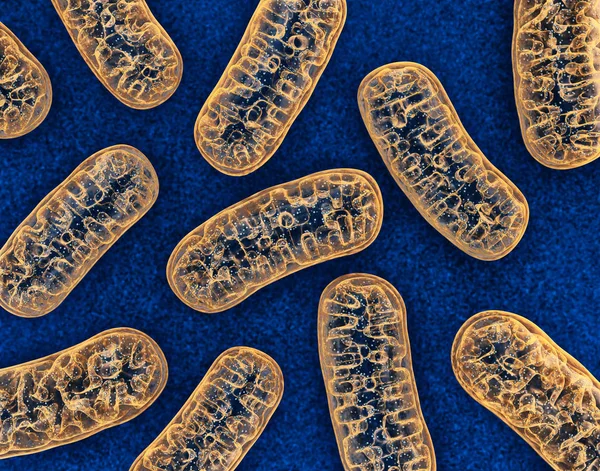 ミトコンドリア - 微生物学 obgect — ストック写真