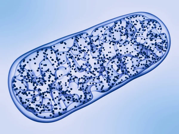 Mitocôndria - célula de biologia microbiológica . — Fotografia de Stock