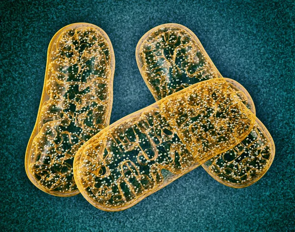 Mitokondri - Mikrobiyoloji obgect — Stok fotoğraf