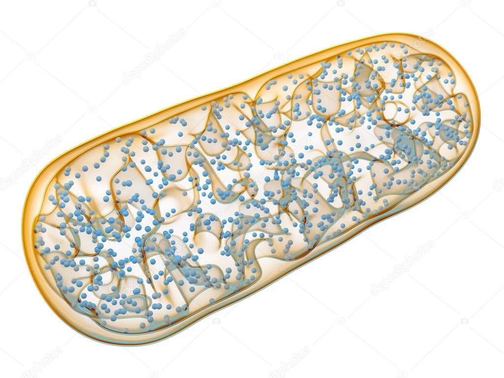 Mitochondria - microbiology biology cell.