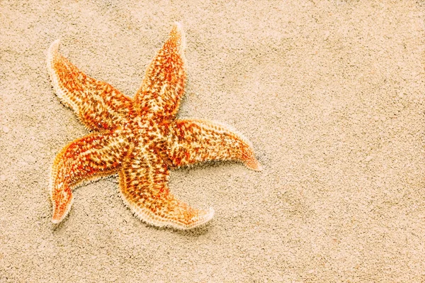 Gyönyörű tengeri csillag hátterében a homok — Stock Fotó
